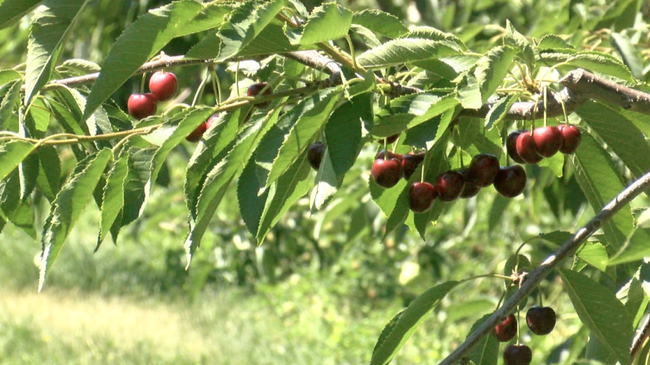 Flathead Lake cherry harvest in peak season