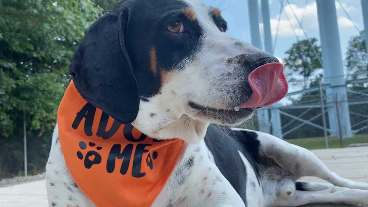 Pet Pals: Meet Abe! Pet Pals: Meet Abe!