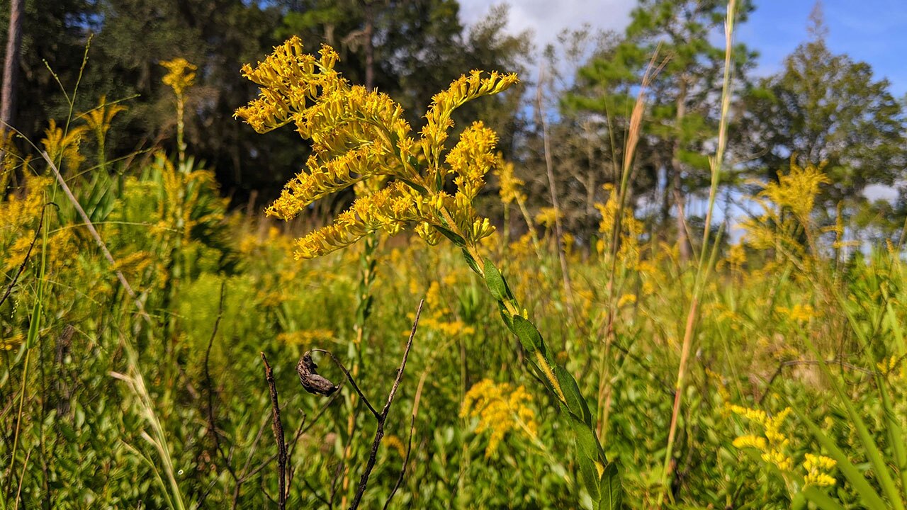 Goldenrod-Sarahs-Walking-Club-Fall-Scavenger-Hunt.jpg