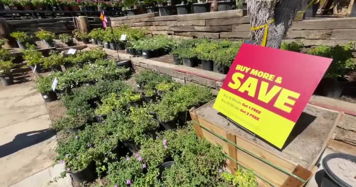 Affordable spring plants: What Las Vegas residents can buy on a budget