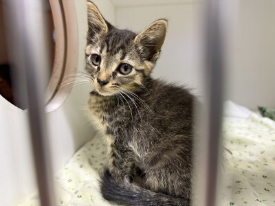 neuter program