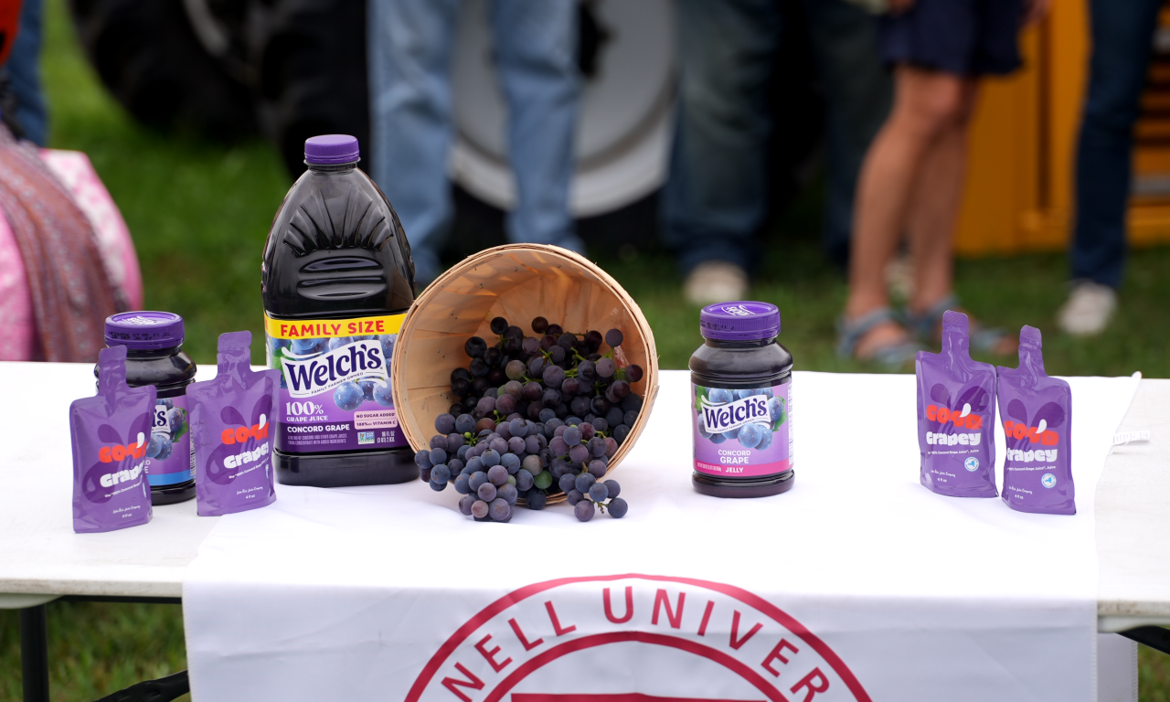 SCHUMER CONCORD GRAPES - 1.png