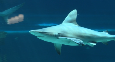 SHARKS.png