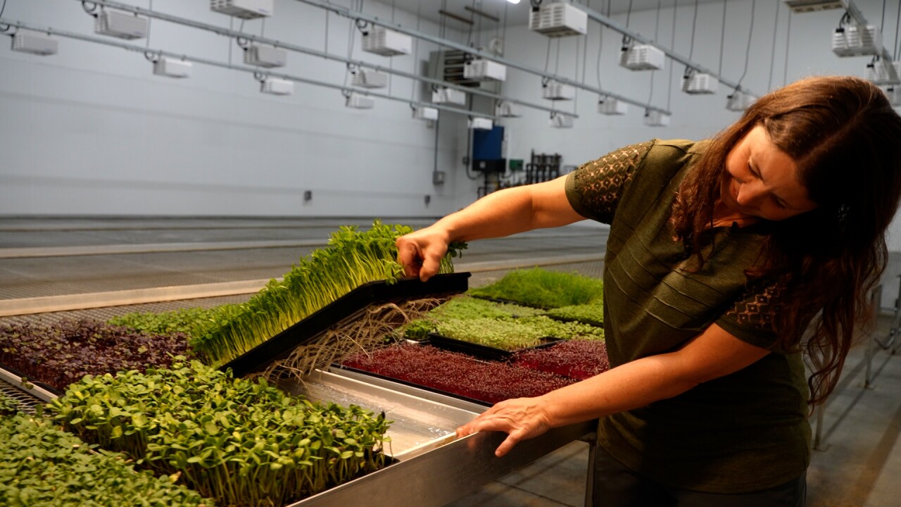 pea sprouts.jpg