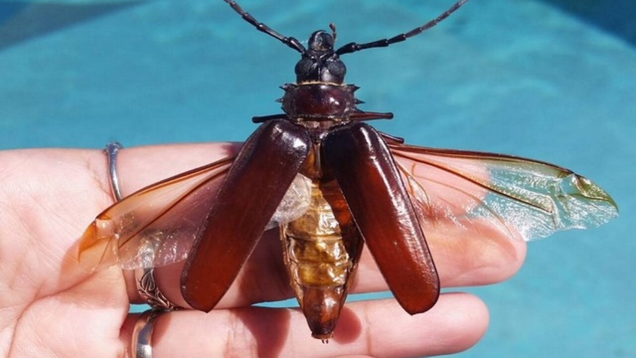 MONSOON BUGS! 8 things you want to know about Palo Verde Beetles