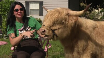On April 11, 2026, coffee drinkers had a chance to enjoy their favorite latte while getting up close with six adorable Highland cows.