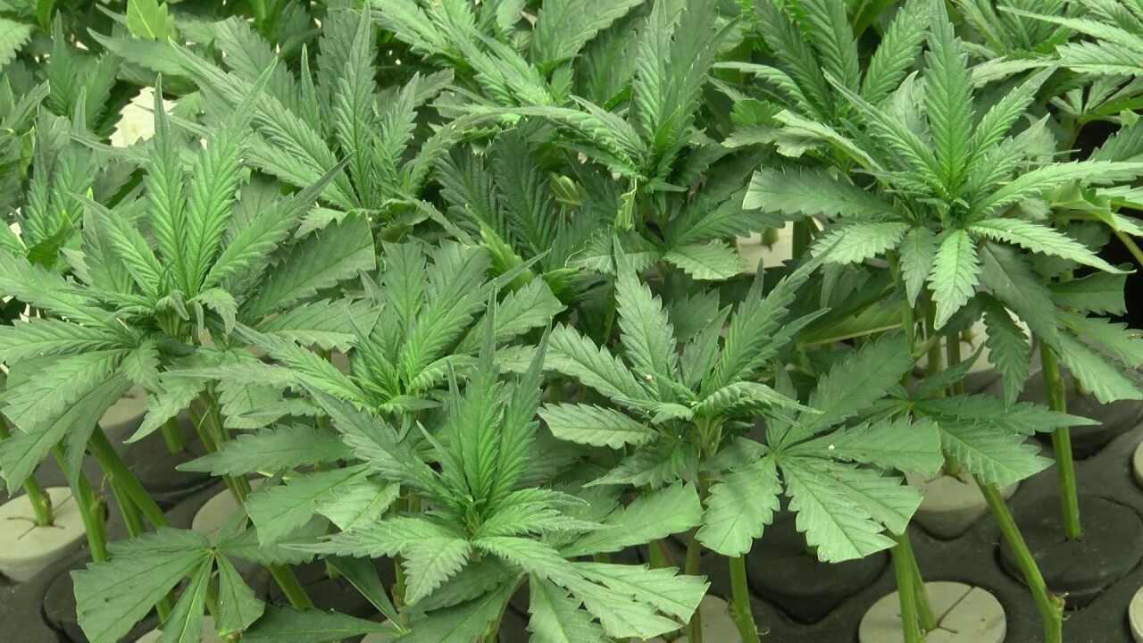 Marijuana