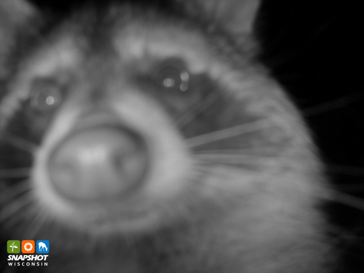 Raccoon in Washburn County