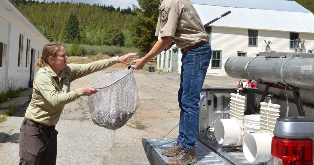 These 'irreplaceable' fish, evacuated as the Willow Fire neared Leadville, are heading back home