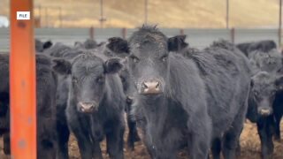 Idaho Agriculture creating rift in GOP