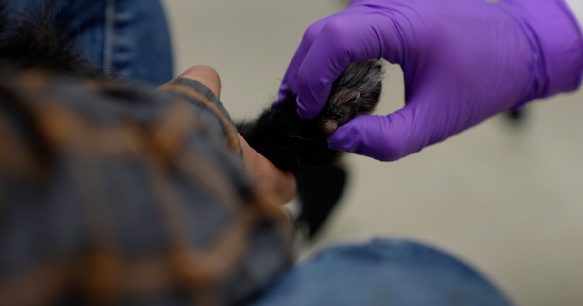 Let your vet see your pet through a smartphone - Vimarsana News