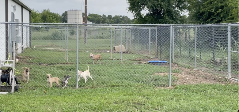 Texas pet owners urged to protect animals as new world screwworm cases rise in the state