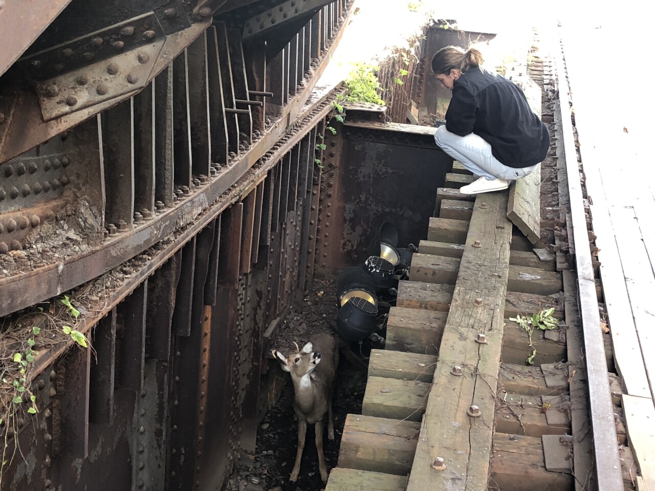 stuck buck 3