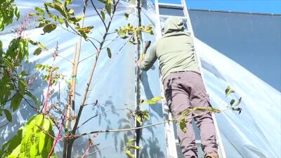 Fruitscapes Nursery handles the cold