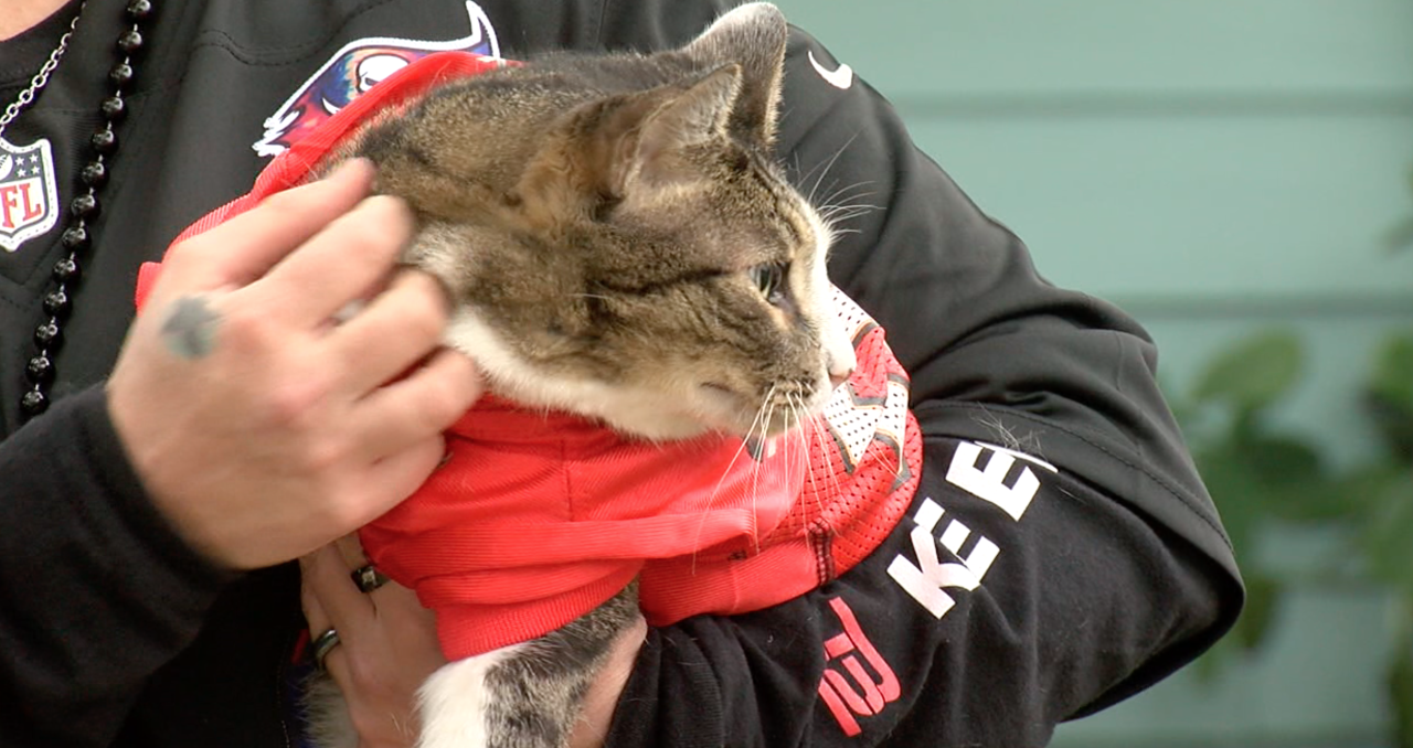 Cat-named-Gronkowski