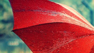 Rain Umbrella 