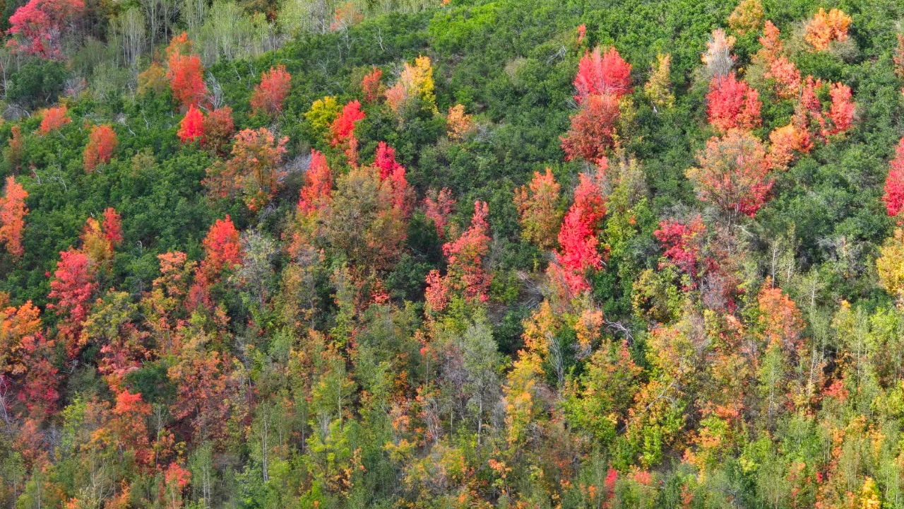 Fall Foliage 2026.png