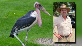 african stork cover pic.jpg