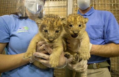 lioncubs.jpeg