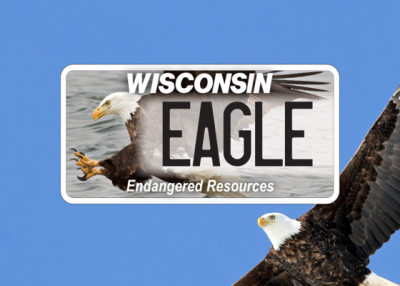 The bald eagle is an icon for conservation success in Wisconsin.