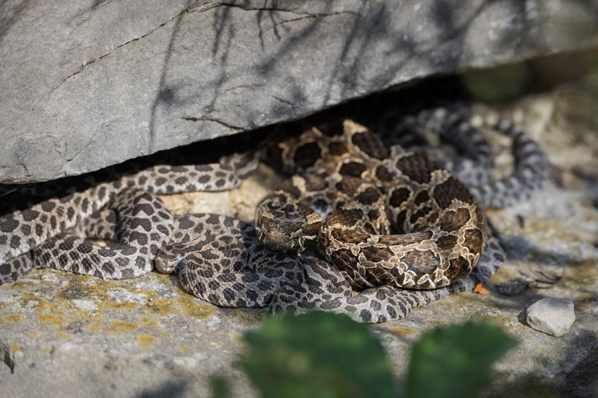 Massasauga snakes Matthaei - 2.jpeg