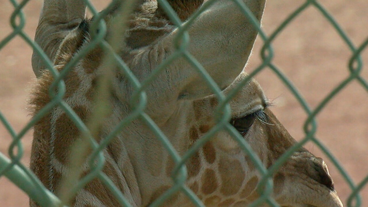GALLERY: Dobby the giraffe's first year