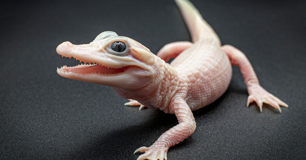 Extremely rare white alligator born at Florida's Gatorland park - Vimarsana News
