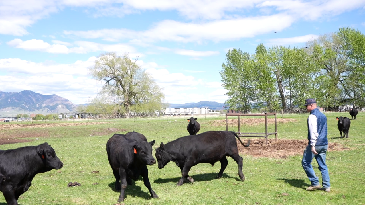 Montana Ag Network: BART Farm gives students hands-on learning experience