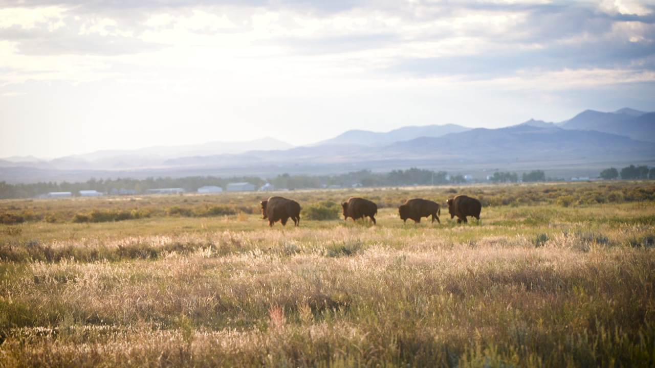 Rocky Boy buffalo herd