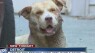 Dog returns home injured after being stolen
