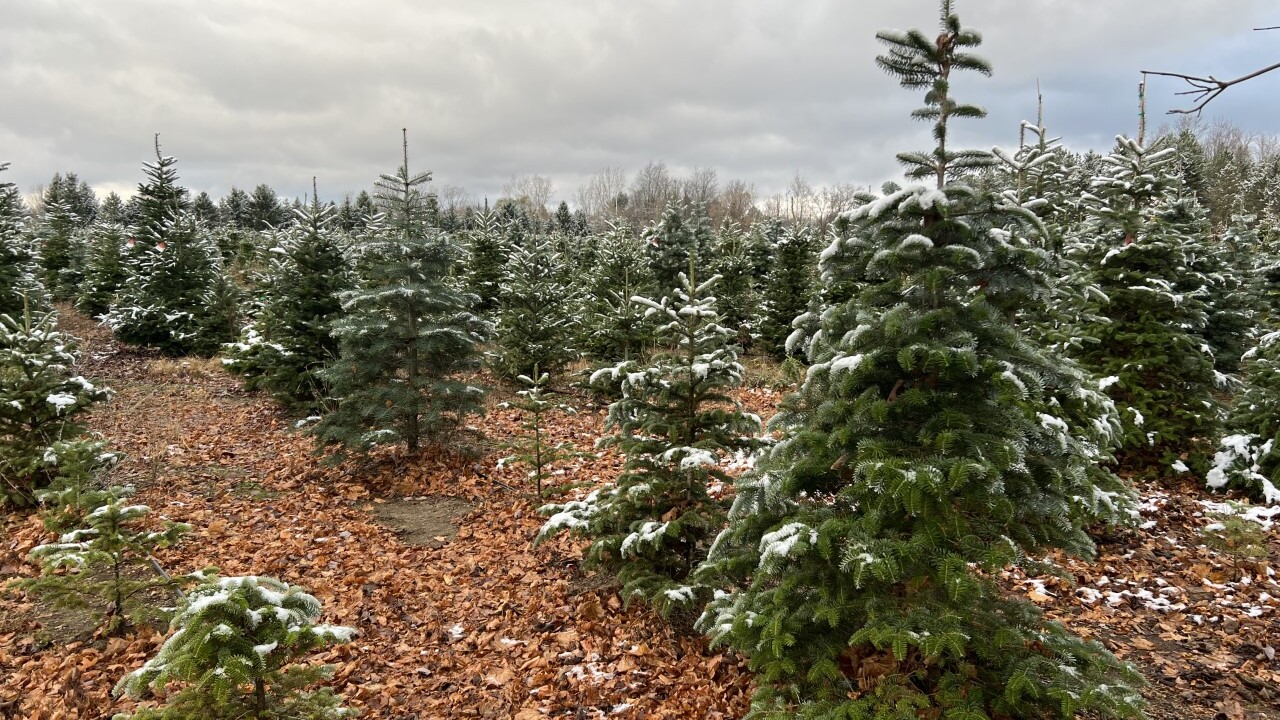 Christmas trees expected to cost more despite plentiful stock