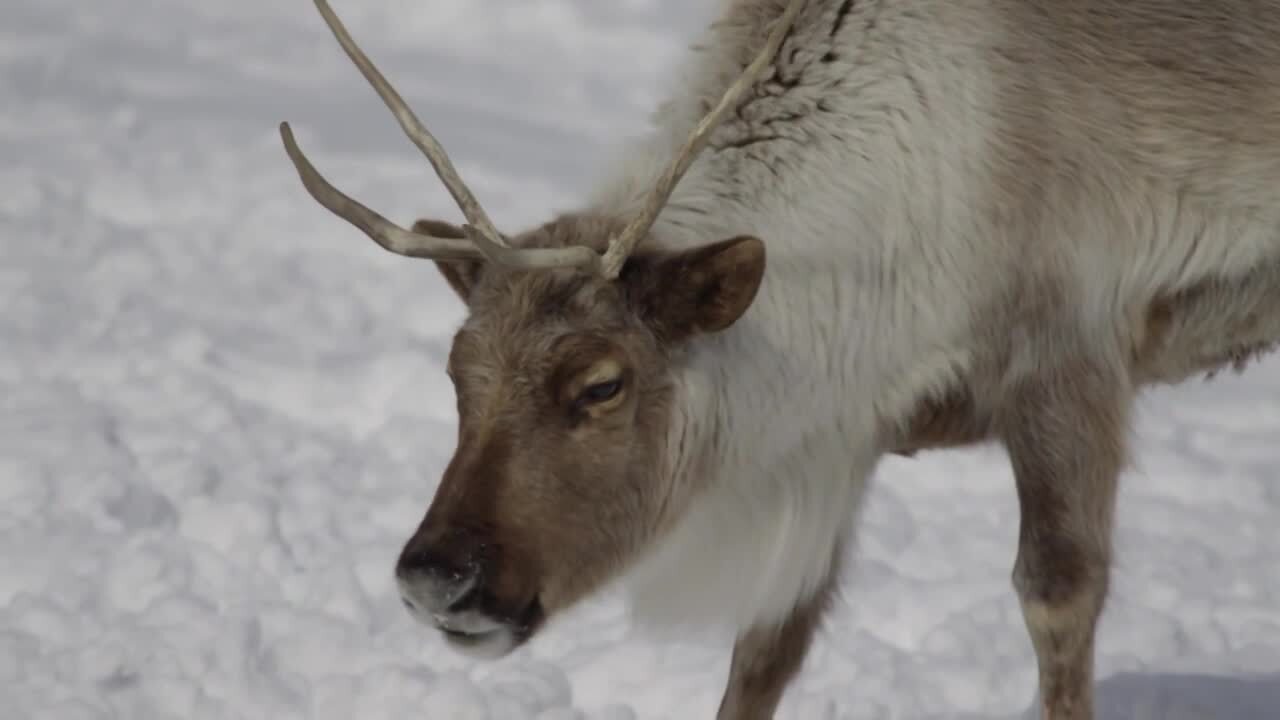 reindeer