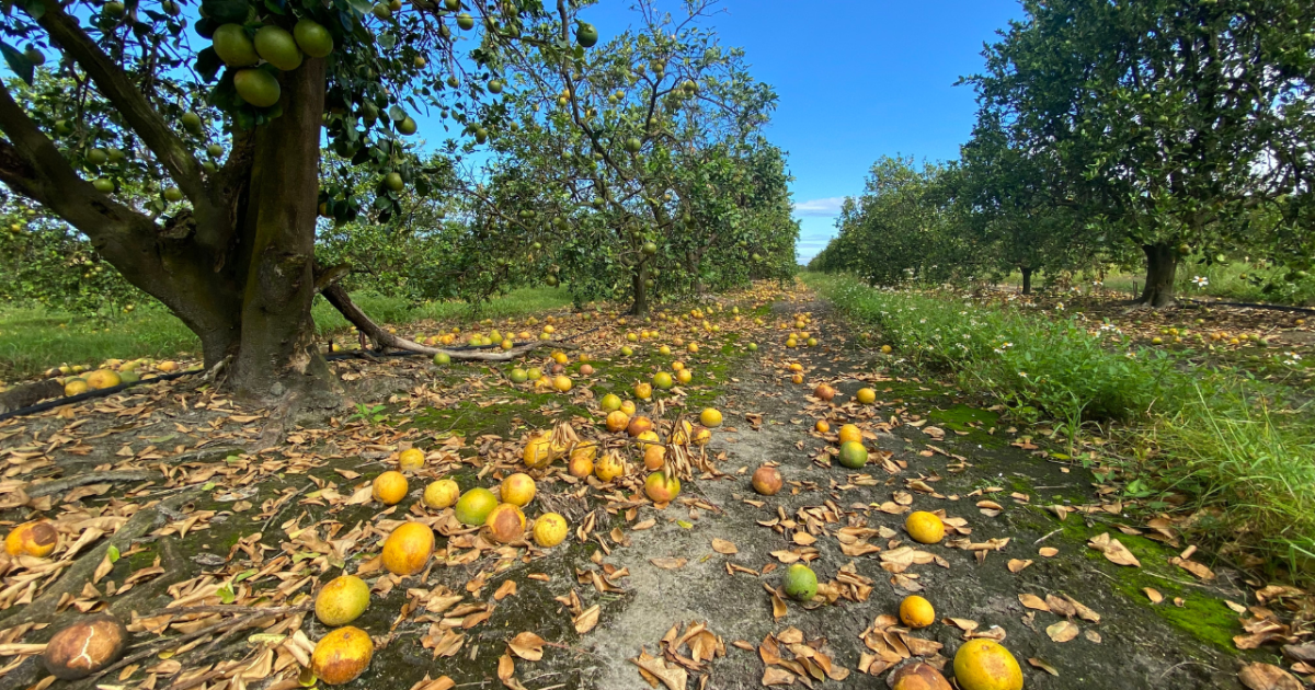 This year's Florida orange harvest could be the lowest in almost 90 years