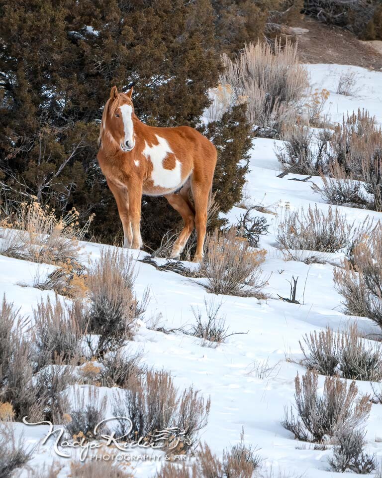 Michelangelo wild horse Picasso
