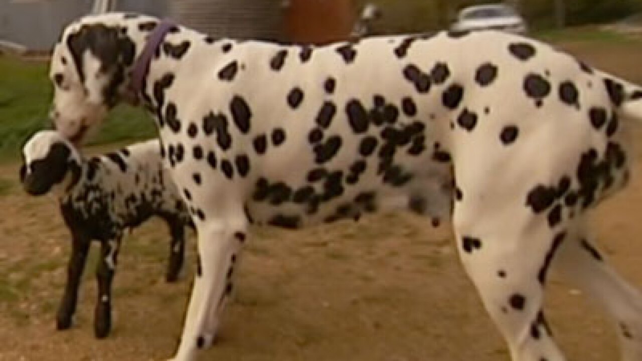 Video: Orphaned spotted lamb adopted by dalmatian dog