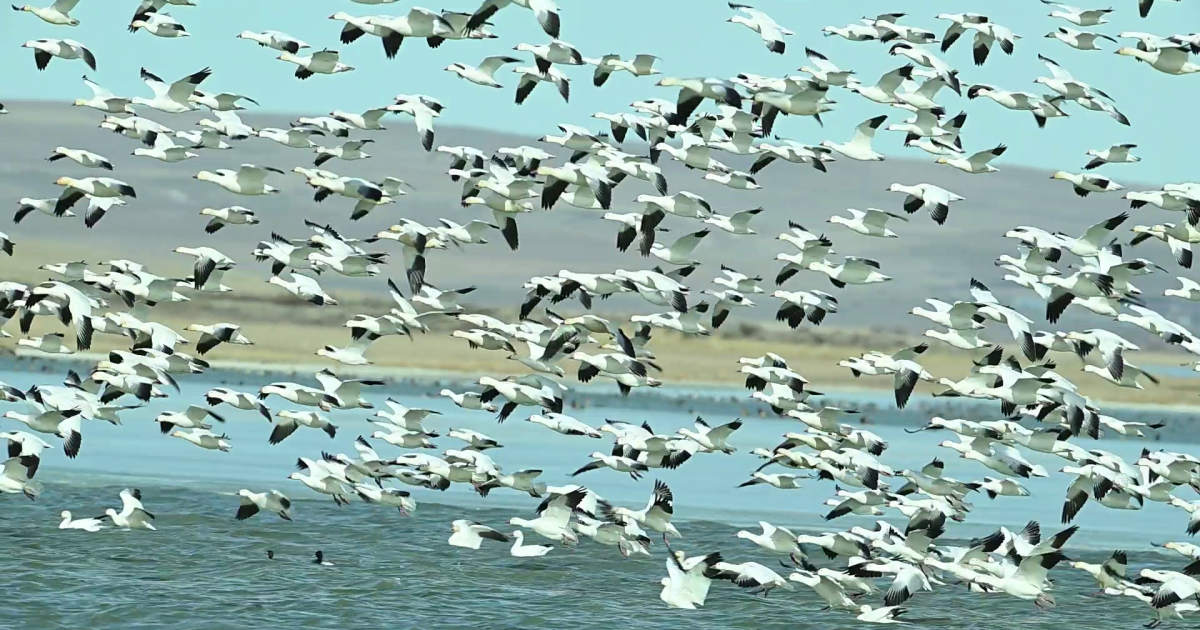 An active start as spring migration gets underway at Freezout Lake