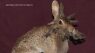 A Wilder View: Separating myth from reality in the animal kingdom