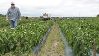 Jimmy Alderman of Alderman Farms in west Boynton Beach speaks about the beneficial rain for his pepper plants. 