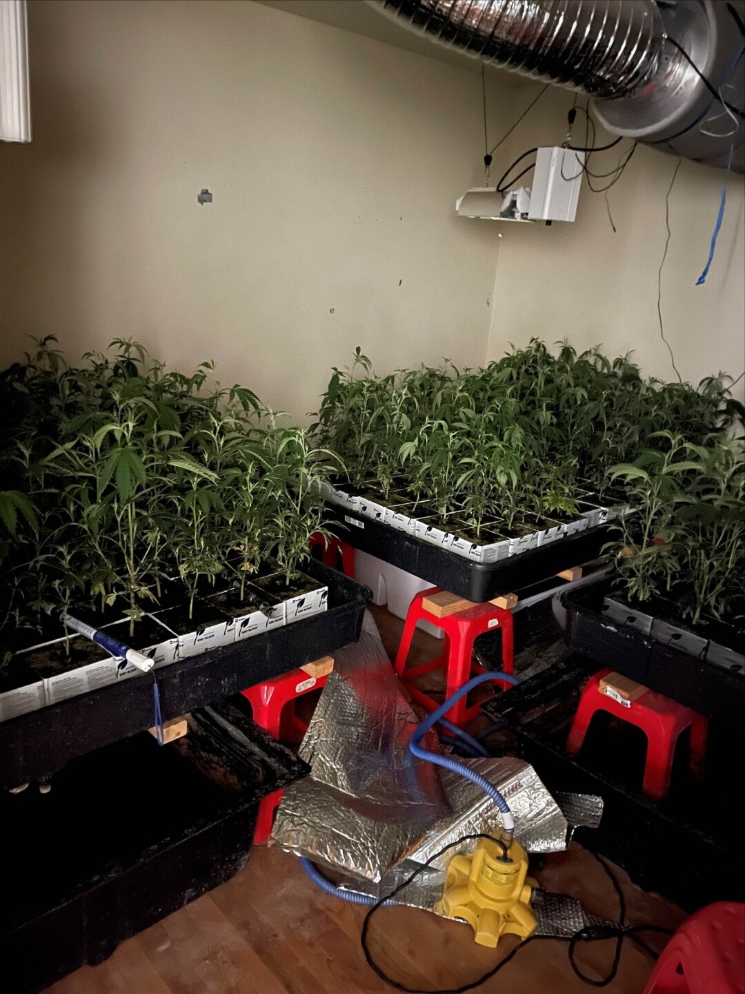 MARIJUANA GROW HOUSE BUST