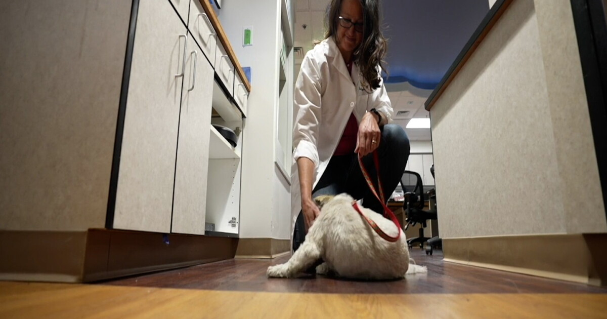 Mystery respiratory illness in dogs makes its way to California - Vimarsana News