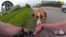 Ohio State Highway Patrol trooper rescues dog wandering on I-77