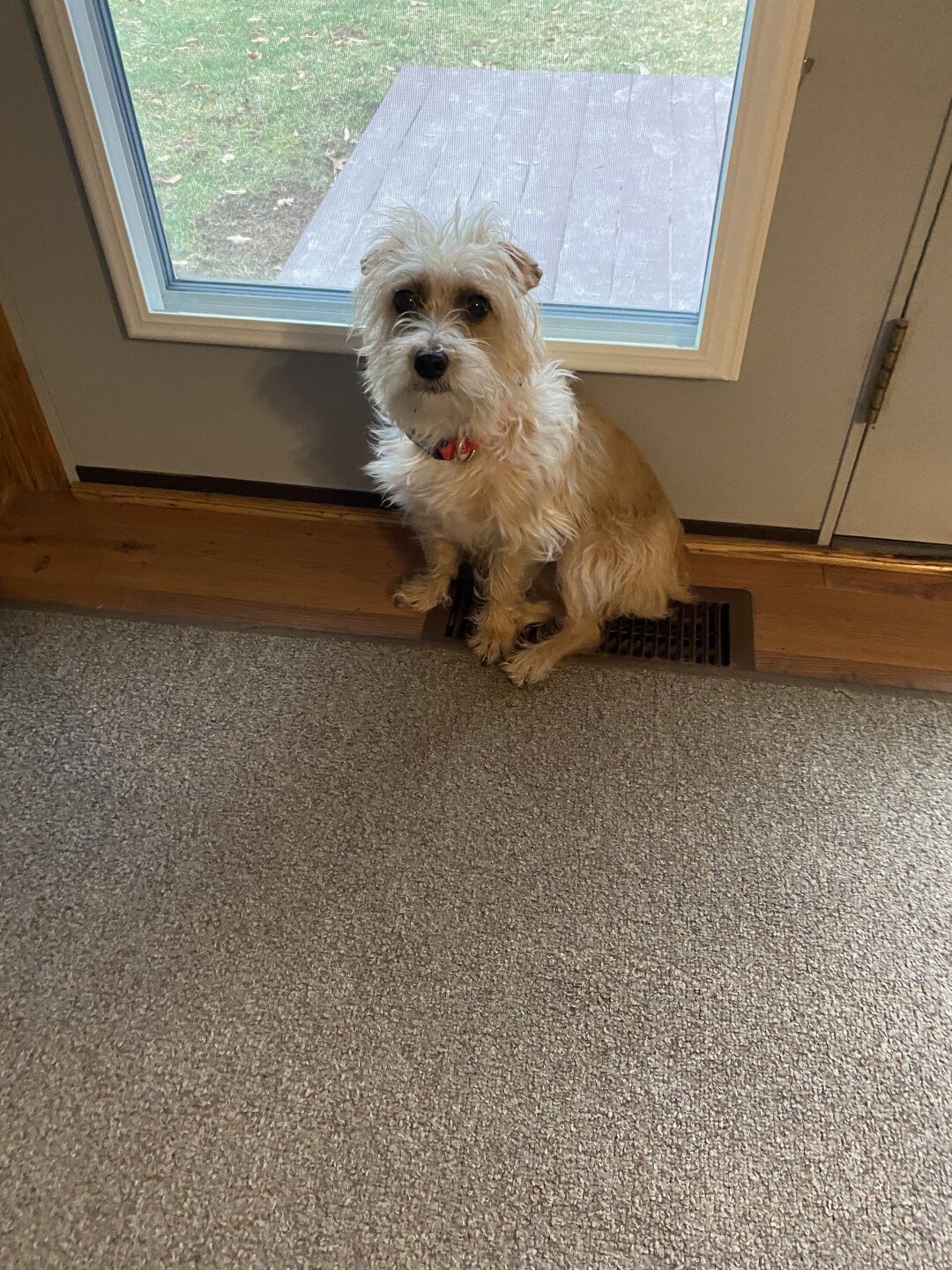 Dog walking forecast