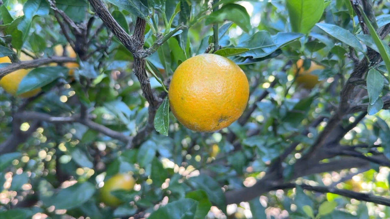 Extreme weather drastically cuts Polk County farm’s citrus yield
