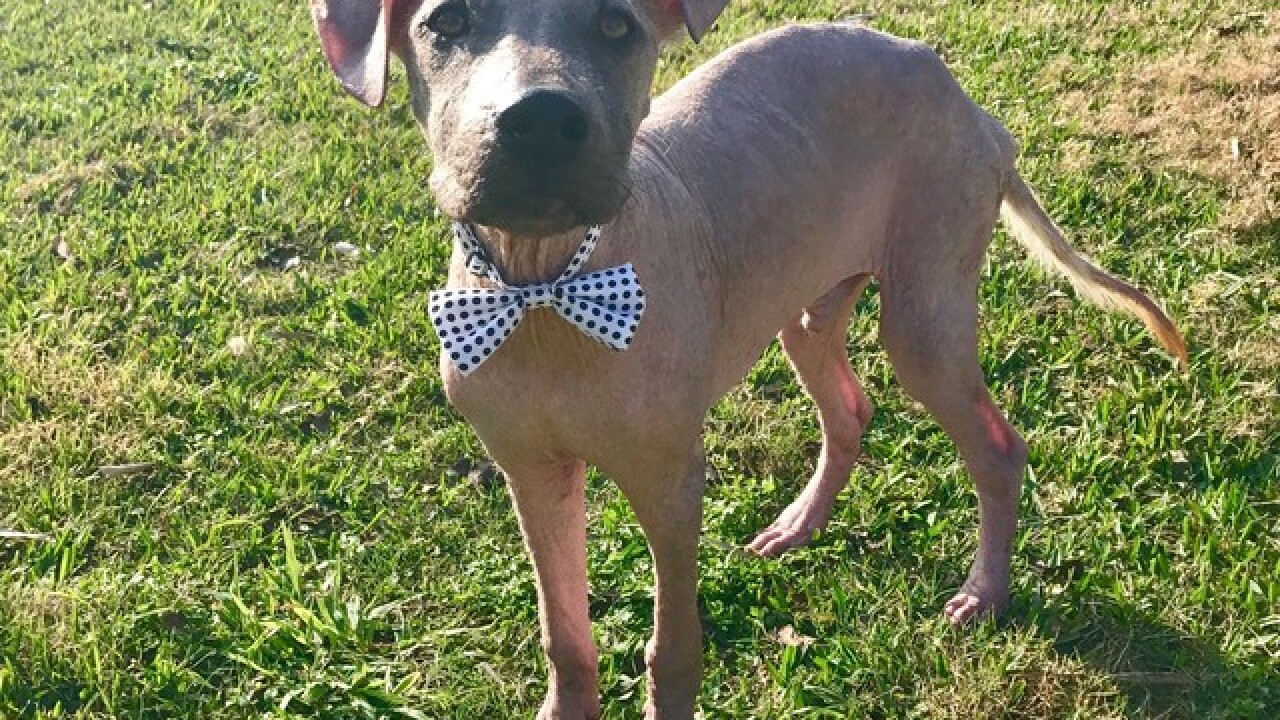 Rescue pup goes from meek to mighty