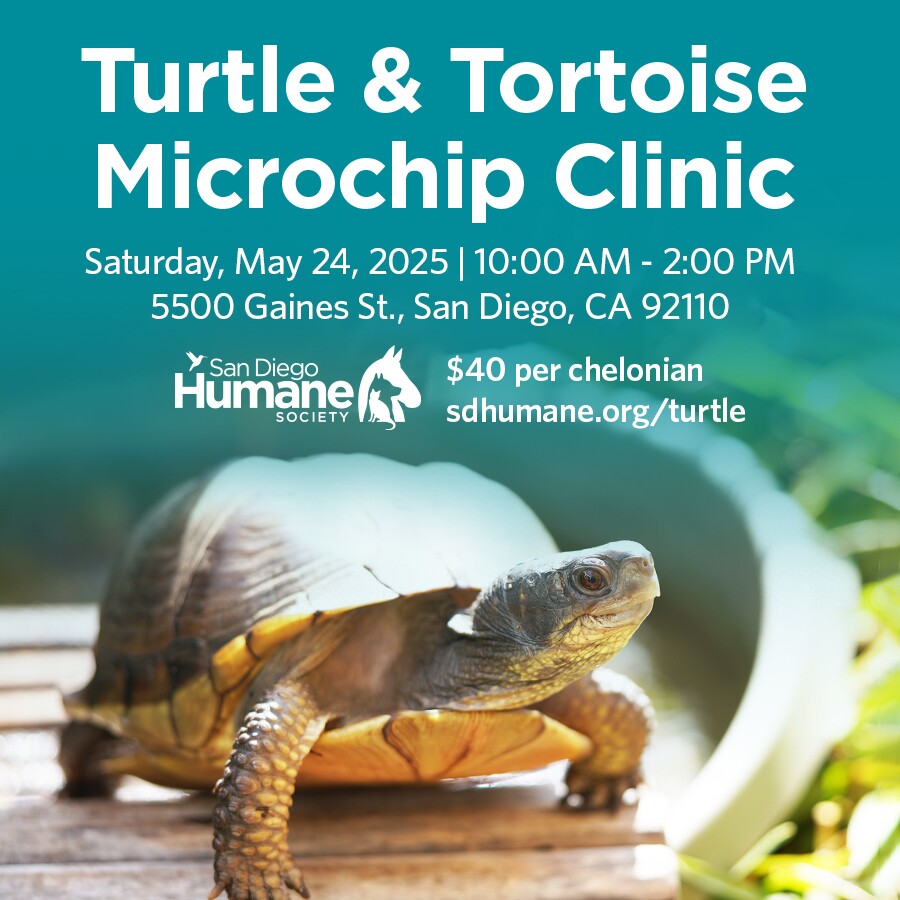 COM25-TurtClinic-sq copy.jpg