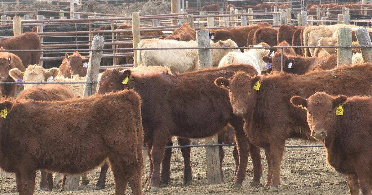 Ranchers push for Montana-raised cattle in local restaurants - Vimarsana News