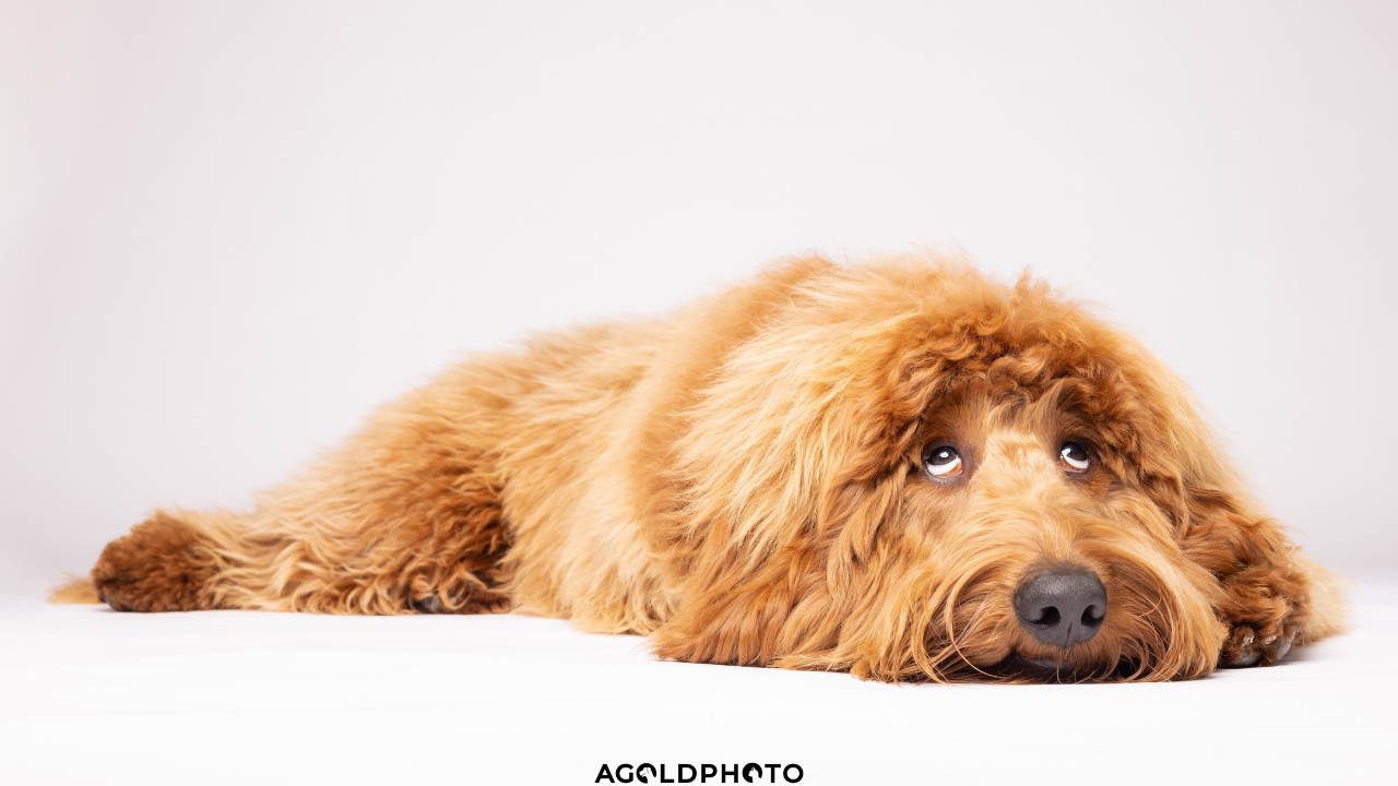 A Gold Photo Pet Photographer.png