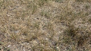 Brown Grass 1.jpg