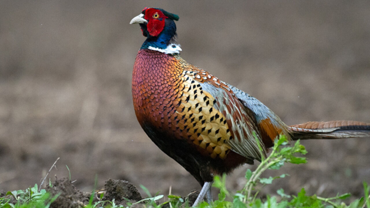 pheasant_original.jpg