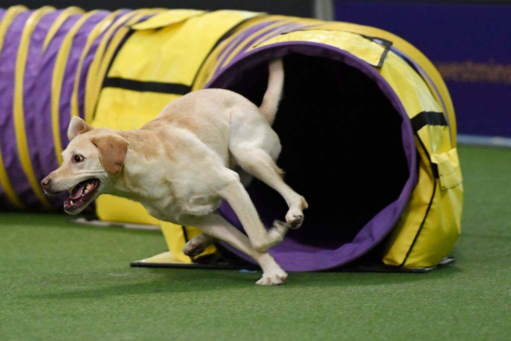 Look At All The Dogs Westminster Kennel Club Hosts Annual